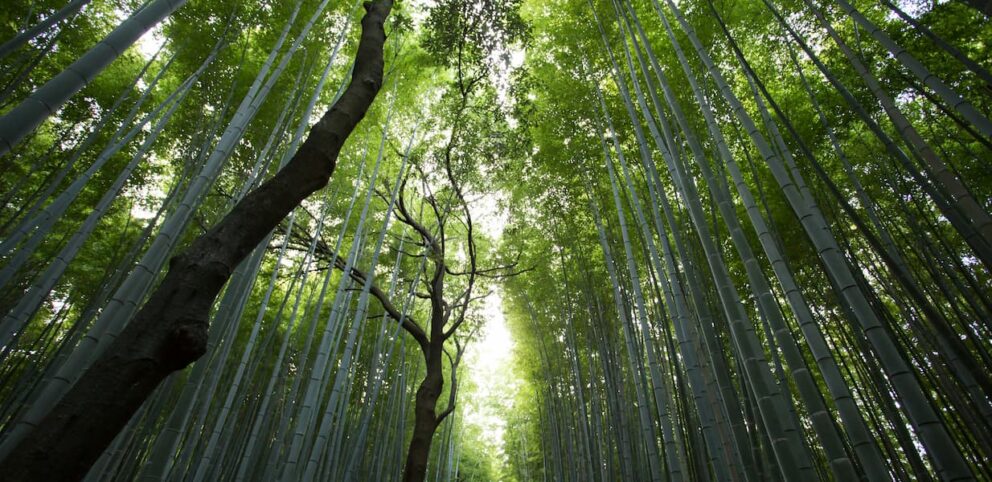 Une forêt appelant à un moment de spiritualité.