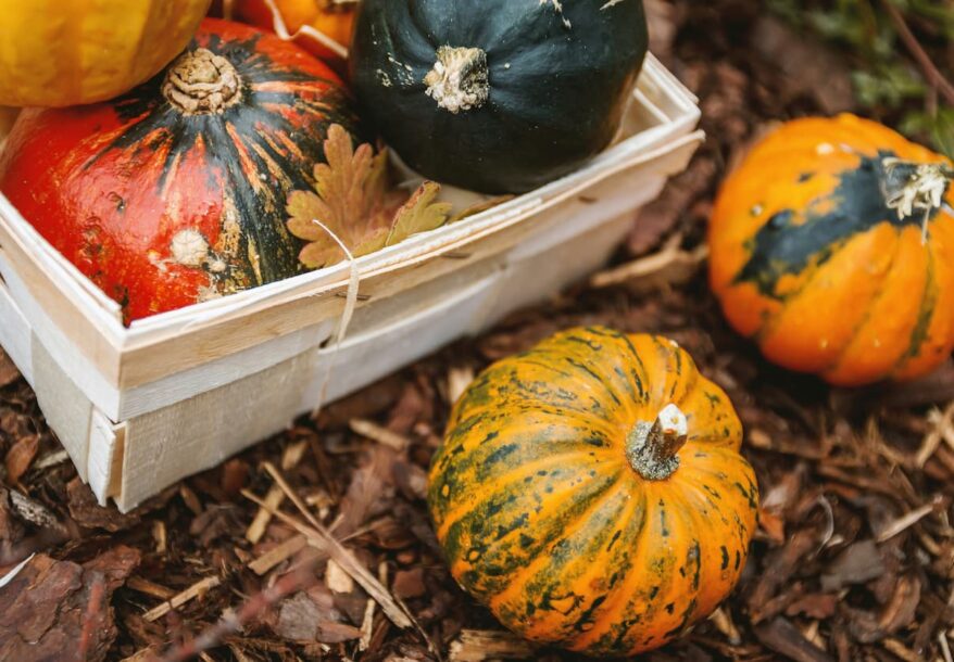 Un panier de courges récoltées pour l'Action de grâce