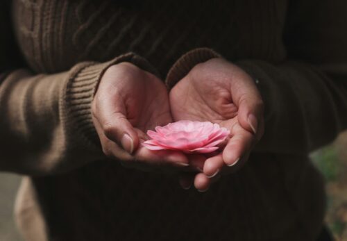 Une fleur dans le creux de deux mains.