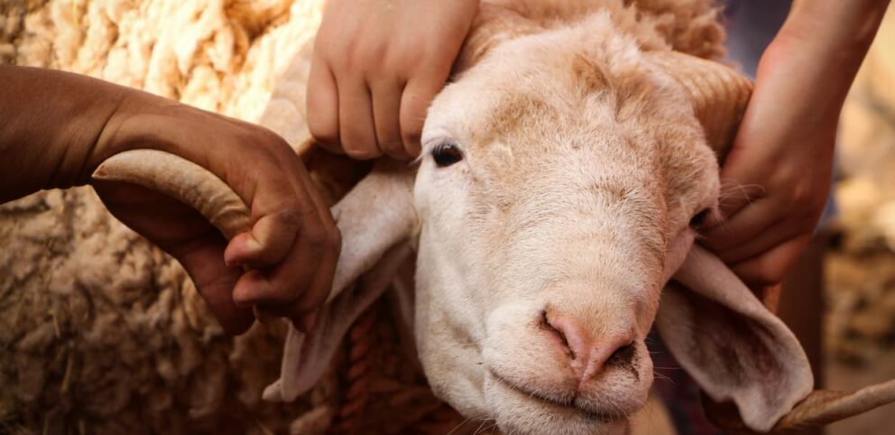 Mouton avant de se faire sacrifier à Aïd, une fête relié à Abraham.