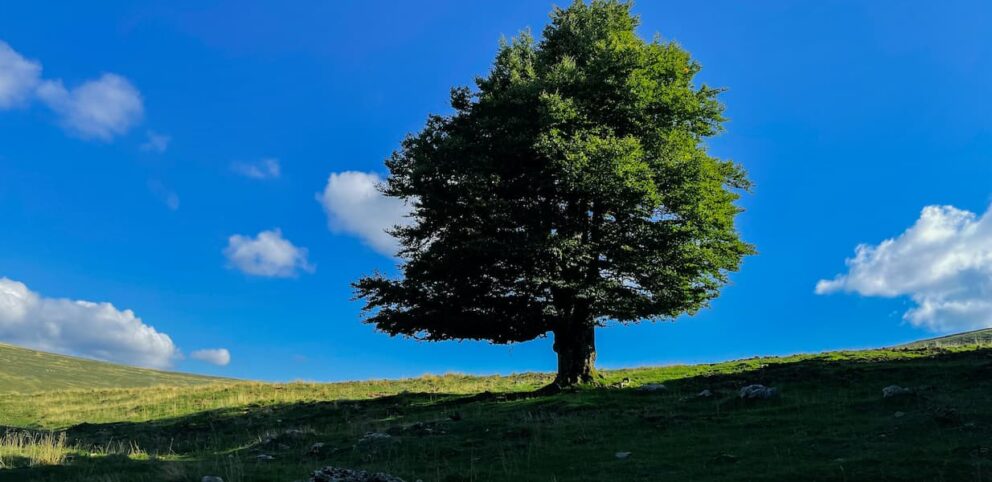 Un arbre dans son environnement naturel.