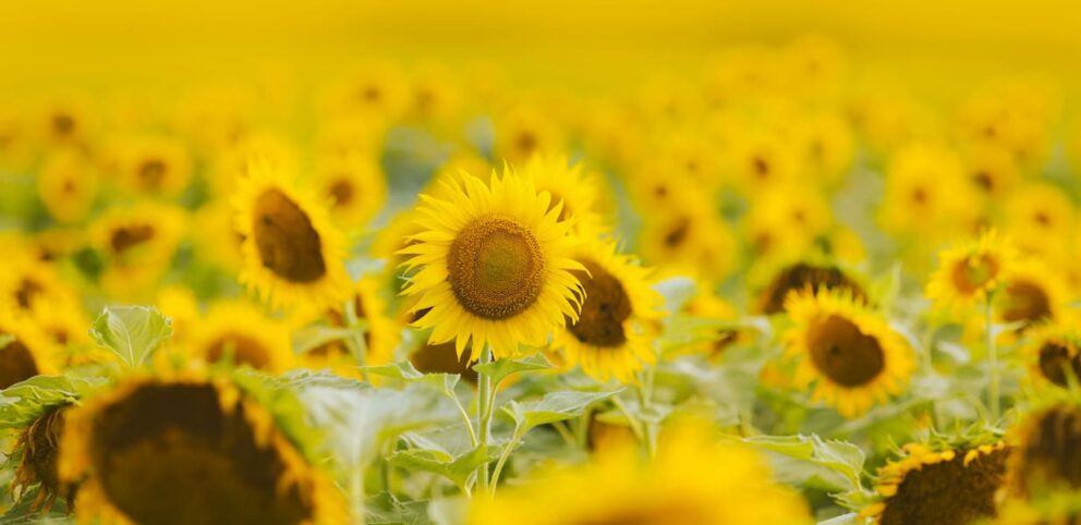 Un champs de tournesol qui nous rappelle des joie de l'été.