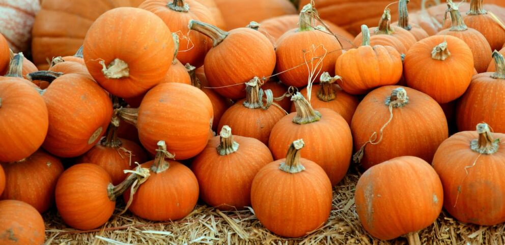 Un tas de citrouilles, symbole de l'Halloween