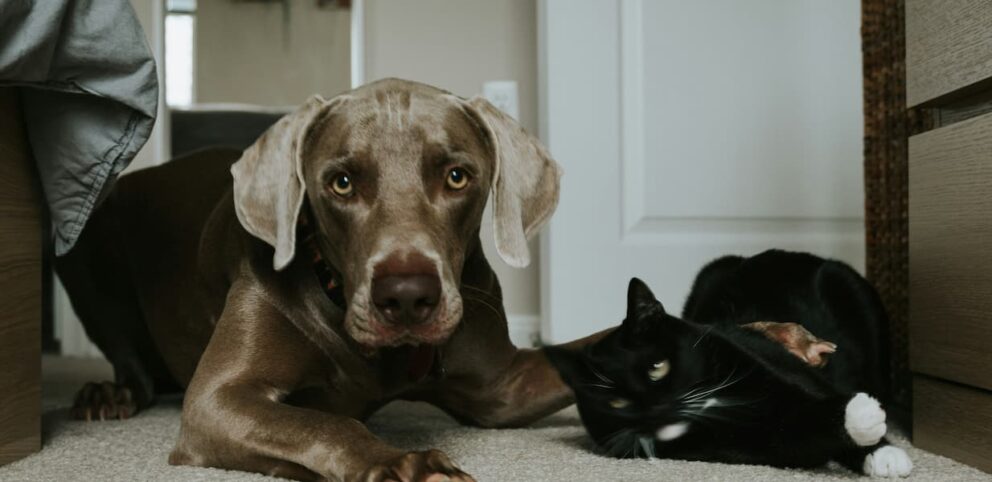 Un chien couché à côté un chat, traditionnellement des ennemis dans nos maisons.