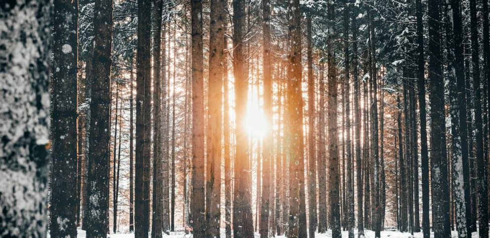 La lumière de novembre passant entre les arbres enneigés.