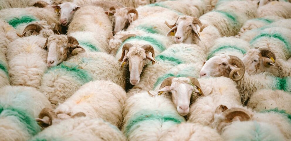 Mouton en route vers l'abattoir pour devenir de la viande.