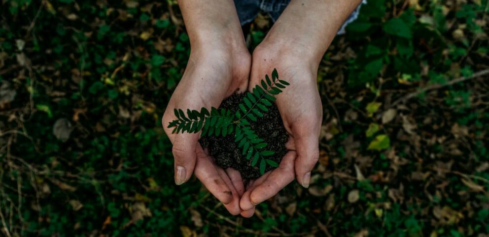 L'action de planter un arbre pour contrer l'écoanxiété.