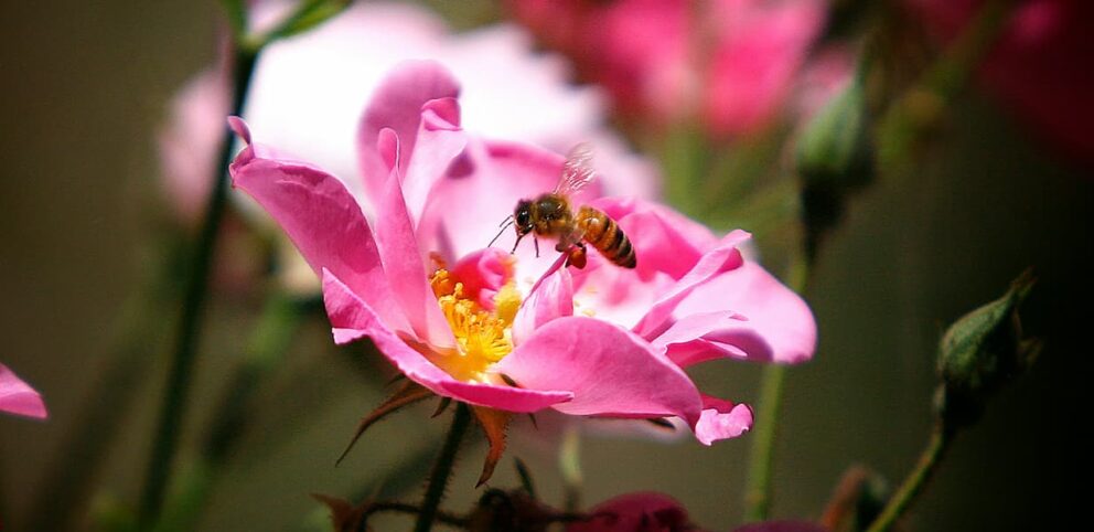 Une abeille au printemps, symbole de santé de la nature.