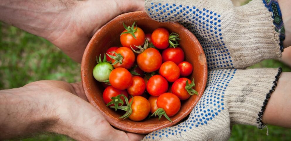 Une personne fait un don de tomates à une autre.